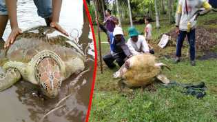 Penyu Seberat 50 Kg Terdampar di Pantai Muntai, Be
